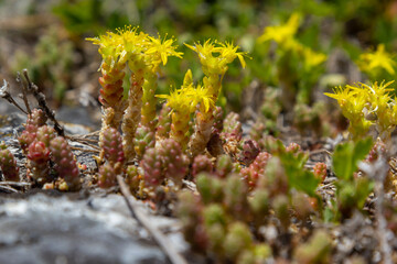 Sedum acre, Sedum album is the perennial herbaceous succulent plant with numerous rising stems covered with small thick leaves