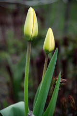 Two yellow tulips on a blurred background.