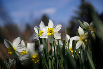 Obraz premium Some white and yellow Narcissus in nature. Selective focus.