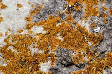 Plenty of small golden colored maritime sunburst lichen, xanthoria parietina, with green moss and some small rocks. Closeup macro image from a walking bridge in Espoo, Finland. Springtime