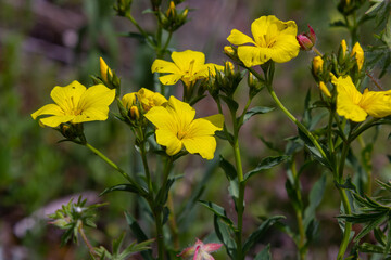 Beautiful bright yellow flowers of golden flax. Mountain flowers background. Golden flax, yellow flax, Linum flavum, Linum tauricum