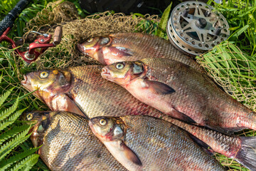 Big fresh bream. Freshly caught river fish. Large tasty fish close-up. Fishing for spinning and feeder. Sports fishing.