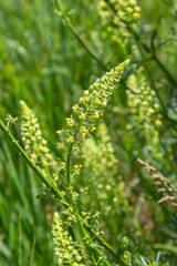 Selective focus of wild grass flower in meadow in spring, Reseda lutea or the yellow mignonette or wild mignonette is a species of fragrant herbaceous plant, Nature floral background