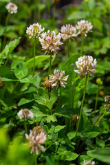 White clover aka Trifolium repens in grass on summer meadow. Close up of shamrock flower in green blurred background. Nectar source flowering plant