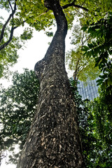 Fototapeta premium Collection of rare Indonesian tropical forest plants in the arboretum of Manggala wana bakti. Angsana ( Pteracarpus indicus Wild)