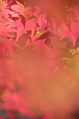 秋色に染まる