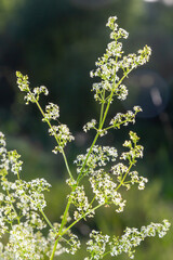 Galium mollugo is a herbaceous annual plant of the family Rubiaceae. It shares the name hedge bedstraw with the related European species, Galium