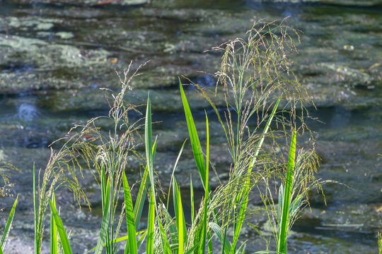 weeds in paddy field, sedges against the background of the river on a sunny day in the natural environment