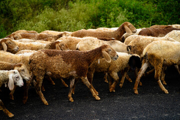 Sheep folk on the road after grazing