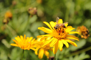 bee pollinating yellow flower