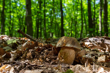 Group of Spring bolete or Boletus reticulatus, two of them very yuoung, growing in natural habitat