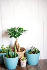 Window corner full of house plants