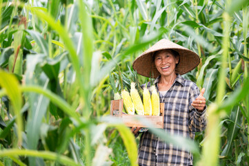 Female farmer with corn harvest corn farmer corn planting organic farming, agricultural land