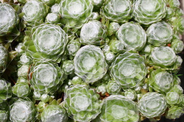 Rojnik pajęczynowaty Sempervivum arachnoideum sukulent