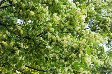 Fototapeta na wymiar Linden tree flowers clusters tilia cordata, europea, small-leaved lime, littleleaf linden bloom. Pharmacy, apothecary, natural medicine, healing herbal tea, aromatherapy. Spring background