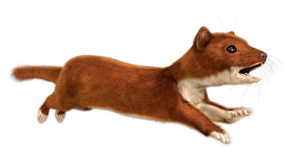 3D Rendering Weasel on White