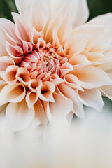 Summer Dahlia in bloom in Massachusetts