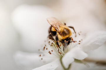 Bee gathering pollen in a crabapple blossom in Massachusetts