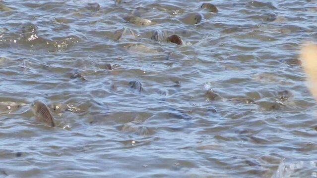 Large school of fish that feed in the pond. (Sparus aurata). Beautiful