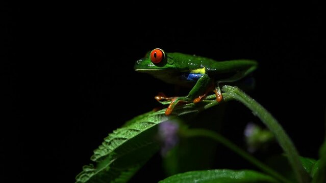 red-eyed tree frog Agalychnis callidryas slow motion detailed close up