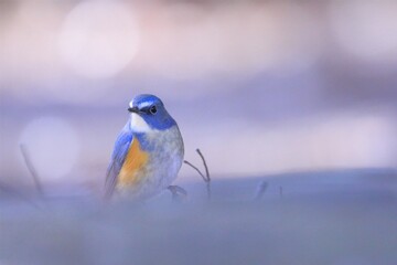 美しき瑠璃色　ルリビタキ