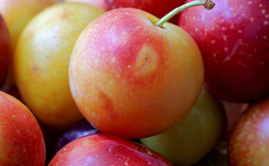 close-up yellow and red plums
