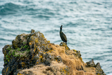 The European shag or common shag Phalacrocorax aristotelis is a species of cormorant, wing, wingspan