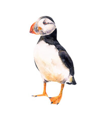Hand-drawn watercolor Atlantic puffin illustration isolated on white background. Arctic bird art. Animals collection
