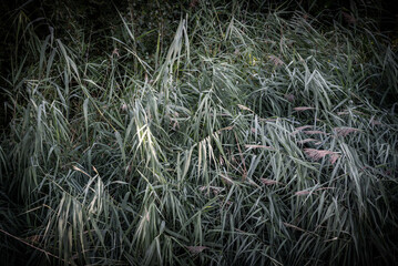 Título Campo de flores, plantas silvestres y amapolas	