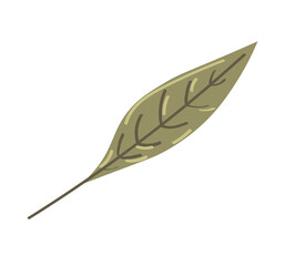 Autumn leaf on white background. Vector illustration