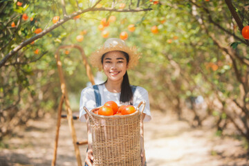 Woman farmer counting money from orange farm,The gardener collecting orange into basket. Smiling farmer carrying by fresh oranges at farm market for sale. Orange farm business concept.