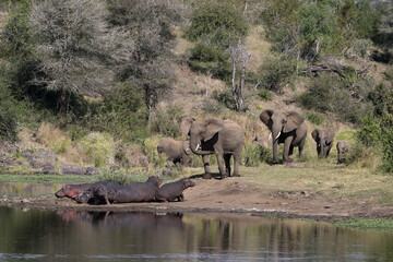 Kruger National Park, South Africa: elephants and hippos at Sweni Hide