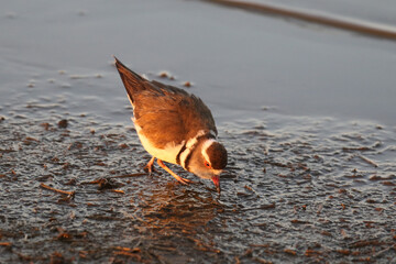 Kruger National Park, South Africa: Three-banded plover