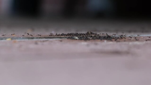 Small common black worker ants collecting food in the house. Lasius niger invasion. Dirty brown balcony floor tiles with many little insects. Home related problem concept, fast motion of walking ants.