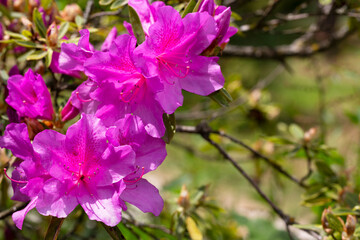 Close up on the purple flowers of azalea japonica Konigstein - japanese azalea. Pistil and stamens are visible,