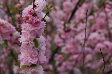 Pink almond flower with bees.