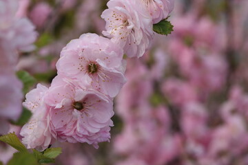 Pink almond flower with bees.