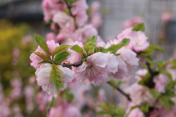 Pink almond flower with bees.