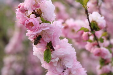 Pink almond flower with bees.