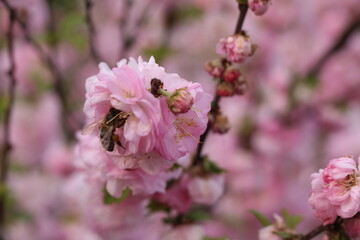 Fototapeta premium Pink almond flower with bees.