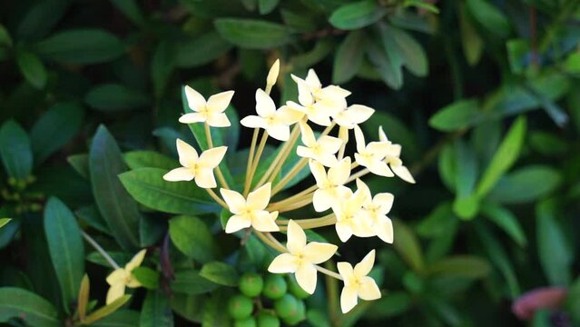 West Indian jasmine (also called ixora, jungle flame, jungle geranium, cruz de Malta) with a natural background