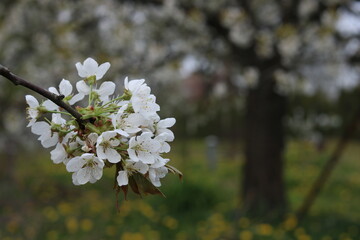 White flowers of cherry blossoms.