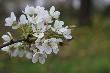 White flowers of cherry blossoms.
