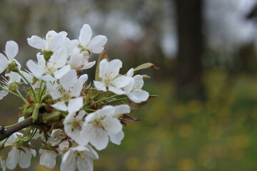 White flowers of cherry blossoms.