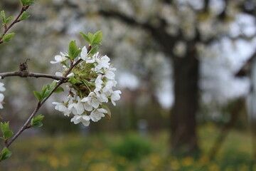 White flowers of cherry blossoms.