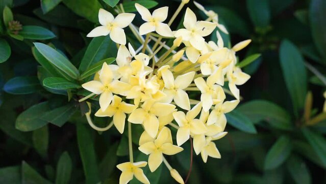 West Indian jasmine (also called ixora, jungle flame, jungle geranium, cruz de Malta) with a natural background