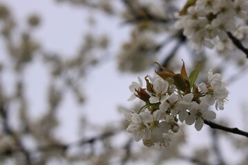 White flowers of cherry blossoms.