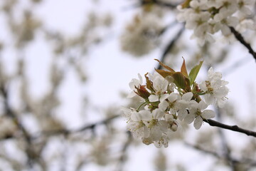 White flowers of cherry blossoms.