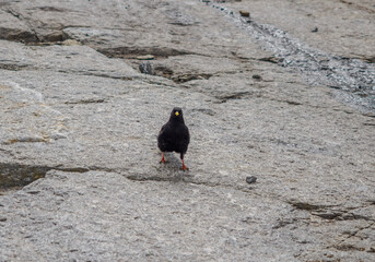 Obraz premium Una chova piquigualda en los Alpes italianos 