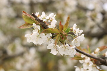 White flowers of cherry blossoms.